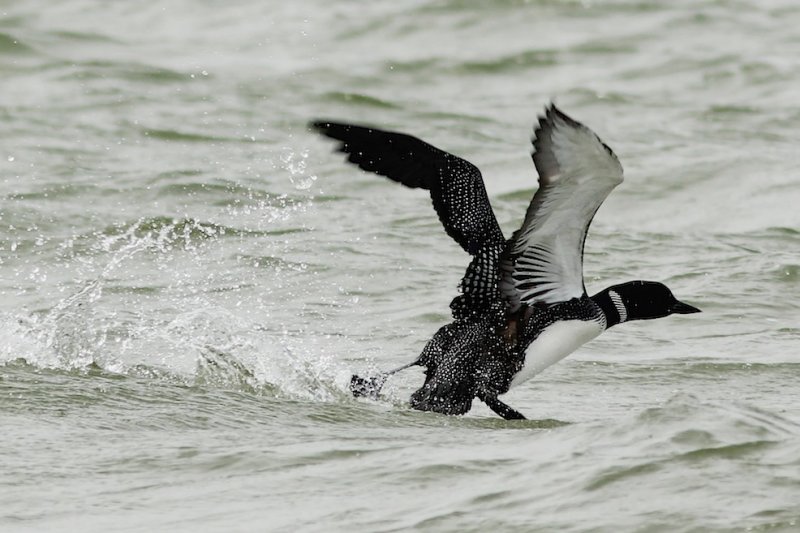 Common Loon