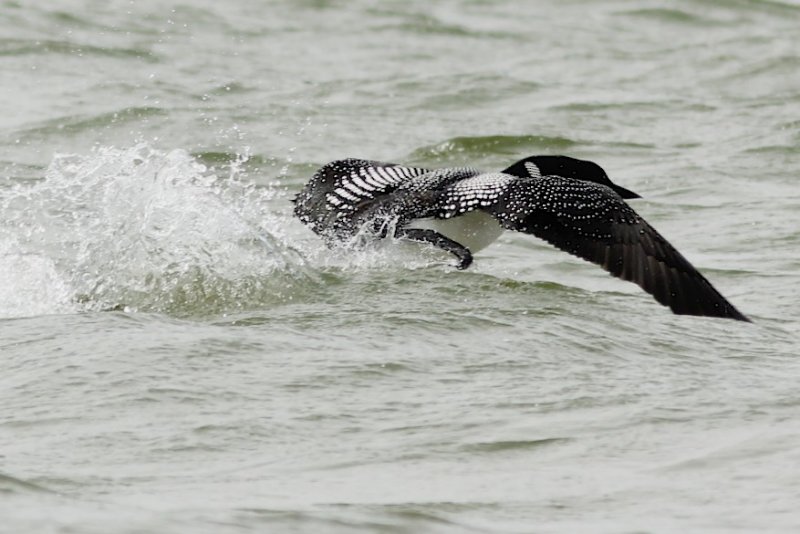 Common Loon