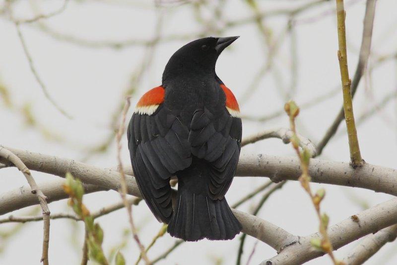 Red-winged Blackbird 