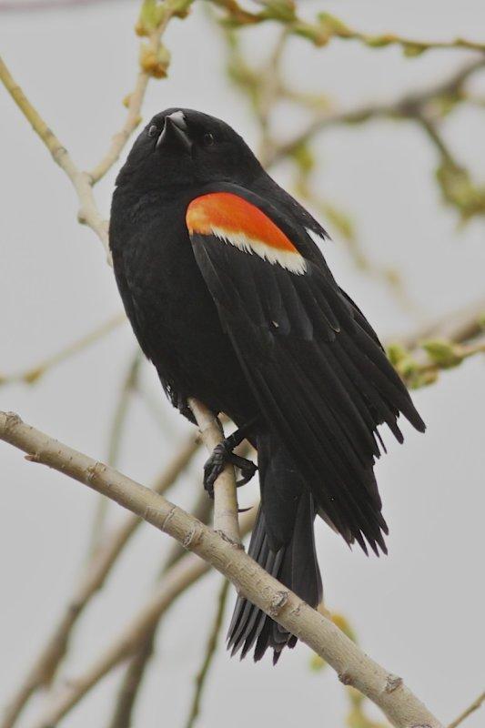 Red-winged Blackbird