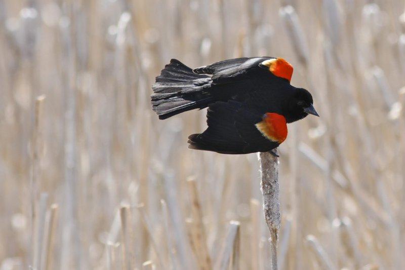 Red-winged Blackbird 