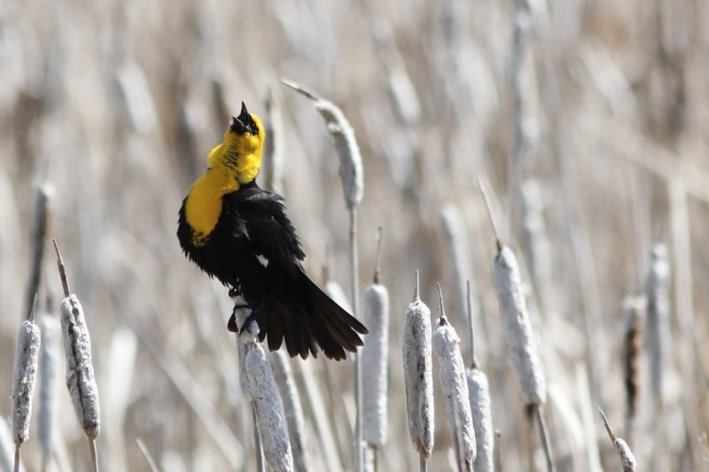 Yellow-headed Blackbird 