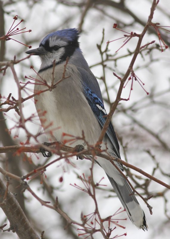 Blue Jay