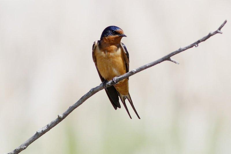 Barn Swallow 