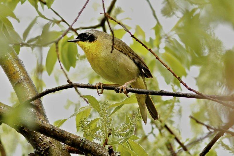 Common Yellow-throat