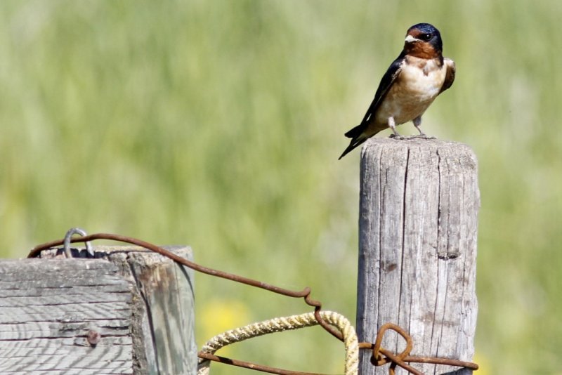 Barn Swallow 