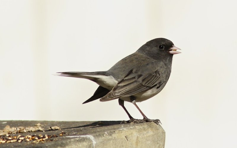 Dark-eyed Junco
