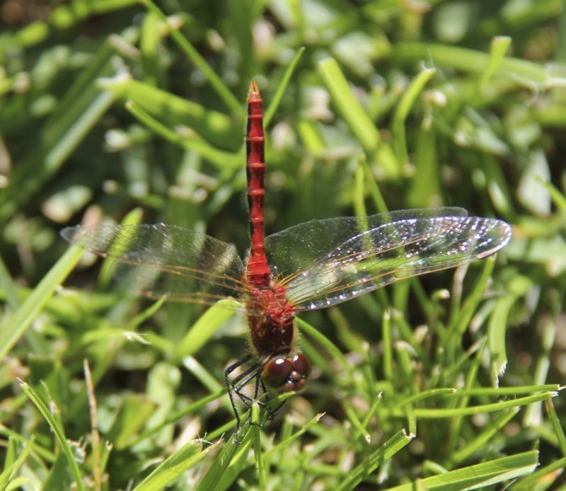 Hudsonian Whiteface dragonfly (?)