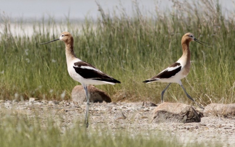 American Avocet