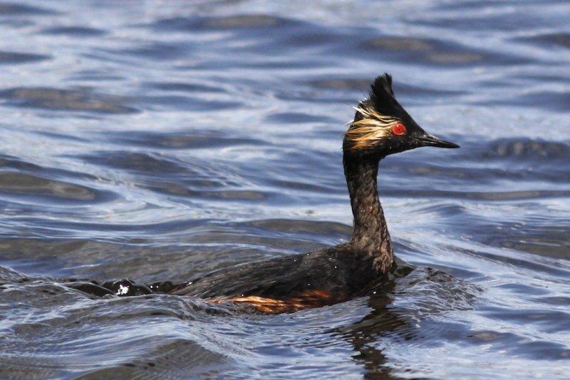 Eared Grebe 
