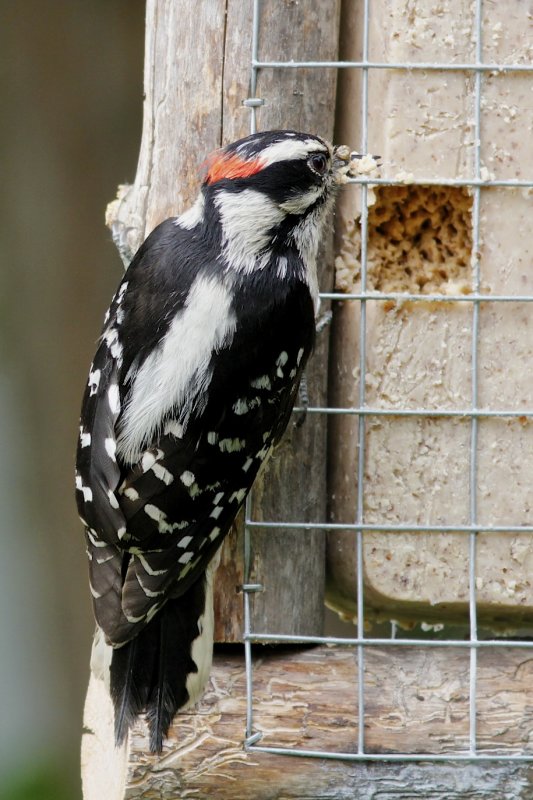 Downy Woodpecker (male)