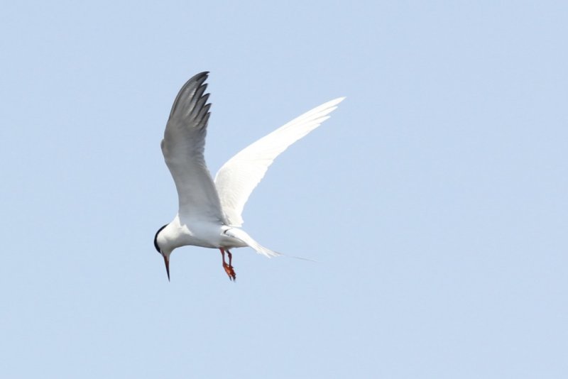 Forster's Tern