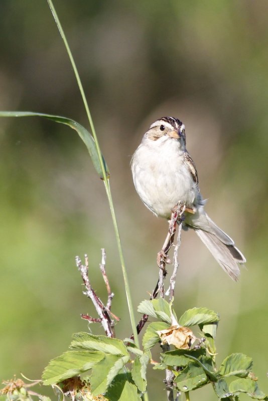 Clay-coloured Sparrow