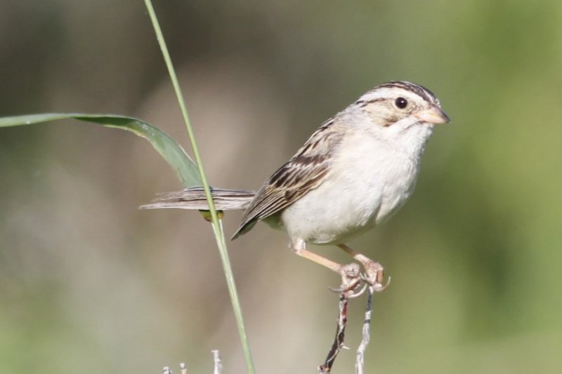 Clay-coloured Sparrow on stilts