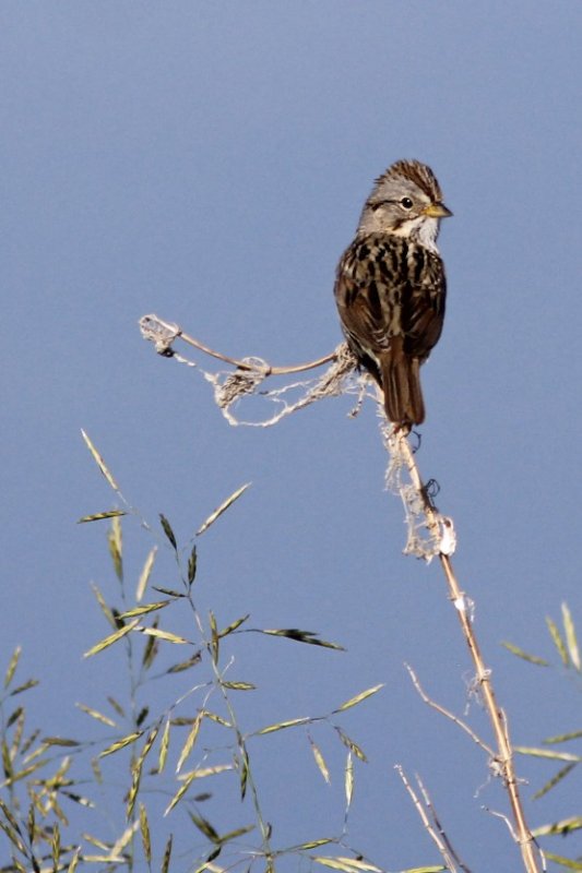 Swamp Sparrow