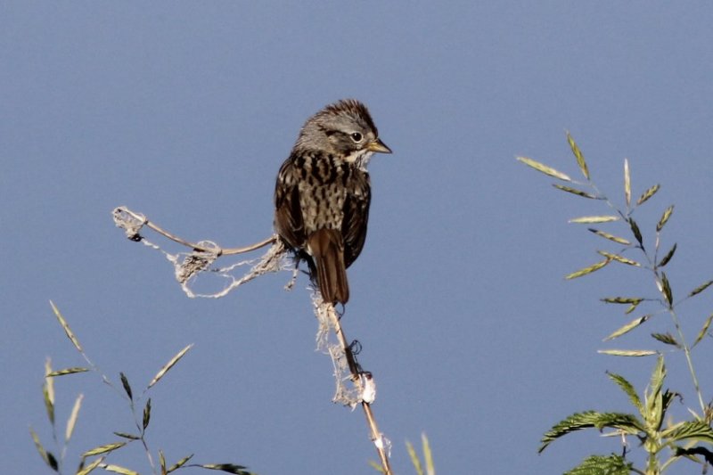 Swamp Sparrow