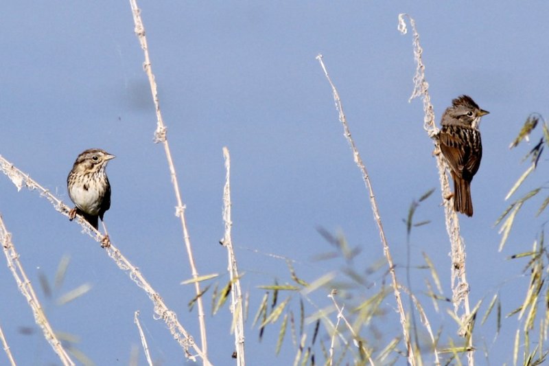 Lincoln's and Swamp Sparrow