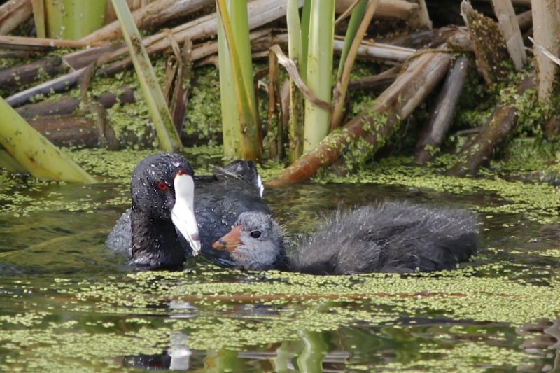 Coot mother and chick