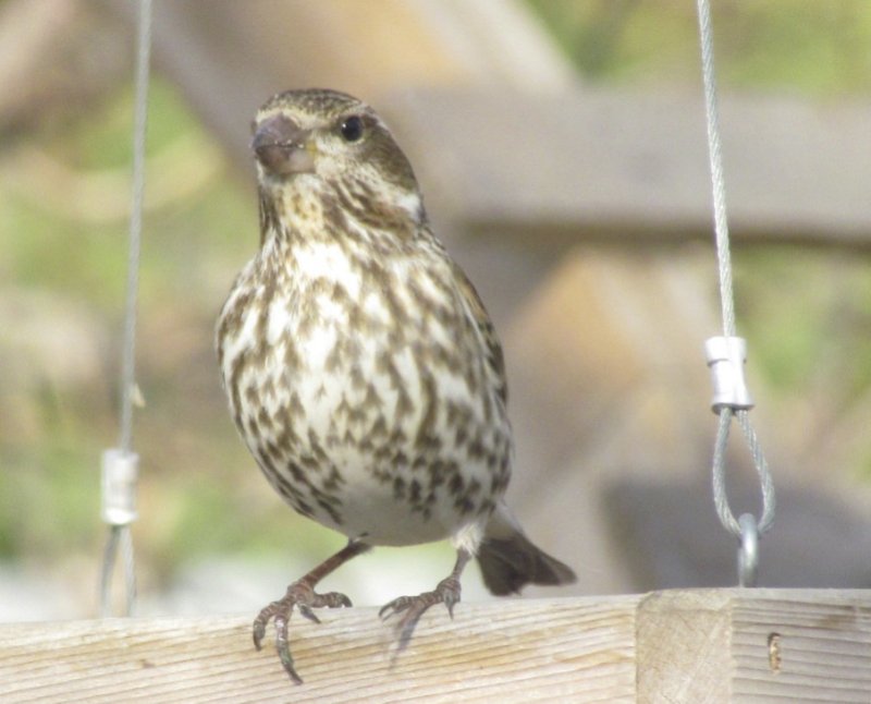 Purple Finch (female)
