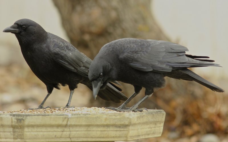 American Crow