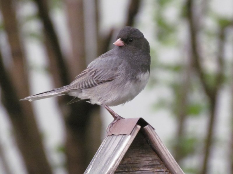 Dark-eyed Junco
