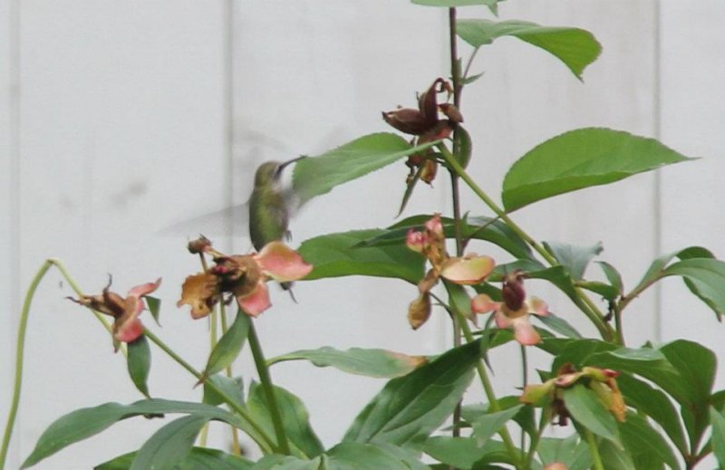 Ruby-throated Hummingbird