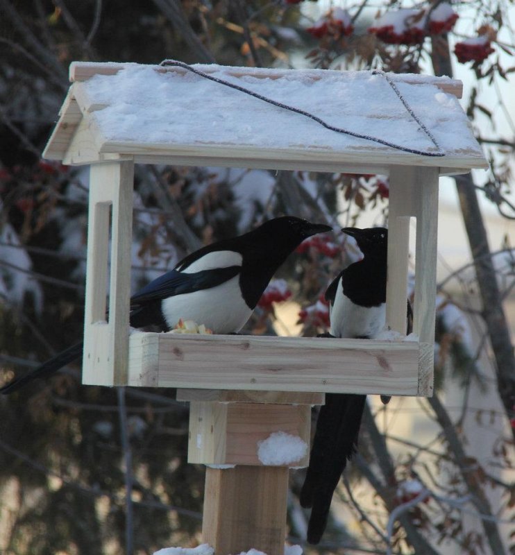 Magpies