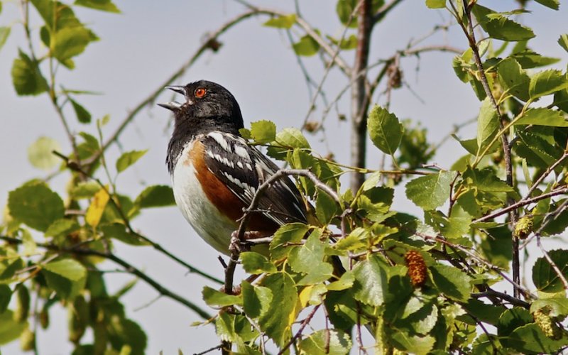 Spotted Towhee