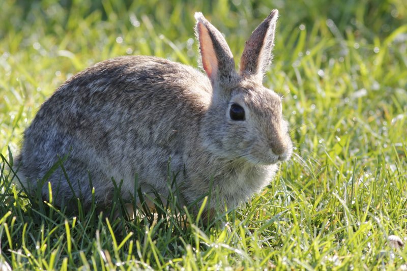Cottontail Rabbit
