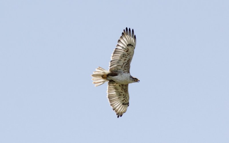 Ferruginous Hawk