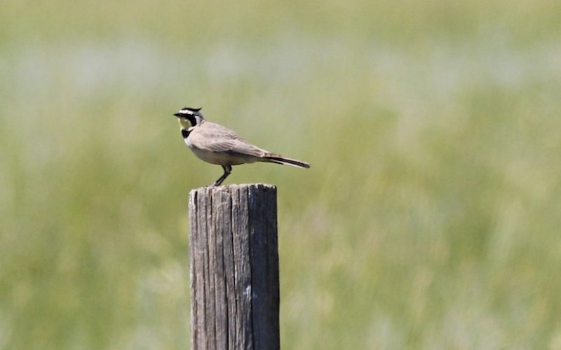 Horned Lark