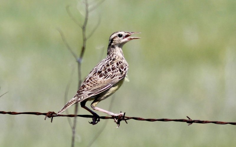 Western Meadowlark juvenile?
