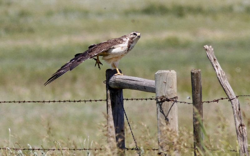 Swainson's Hawk (sub-adult)