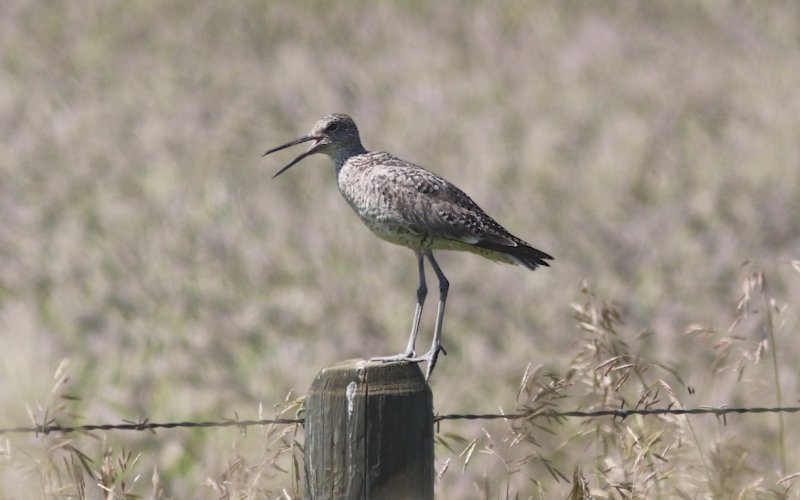 Willet (juvenile?)