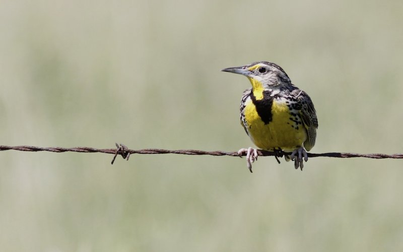 Western Meadowlark