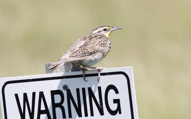 Western Meadowlark