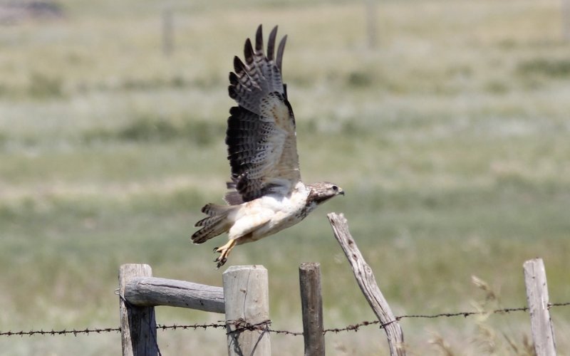 Swainson's Hawk (sub-adult)