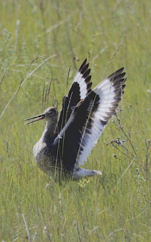 Willet