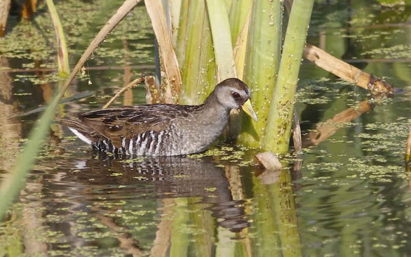 Sora (immature)