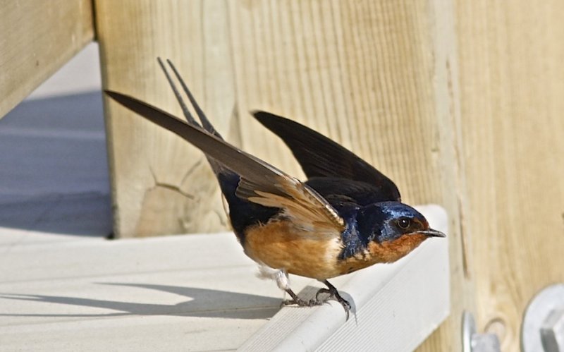 Barn Swallow