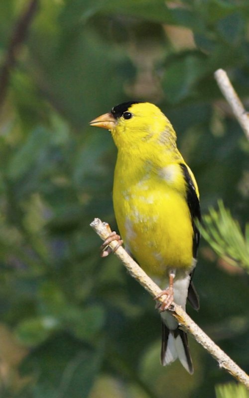 American Goldfinch