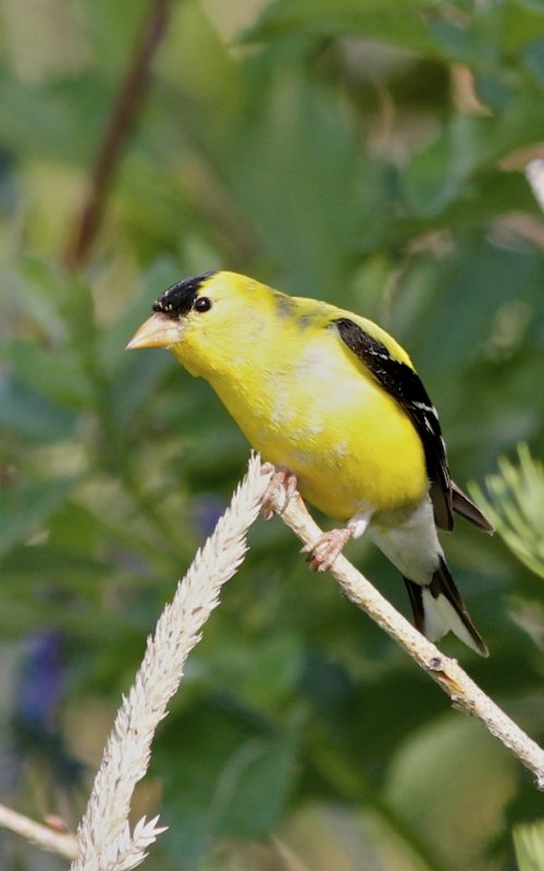 American Goldfinch