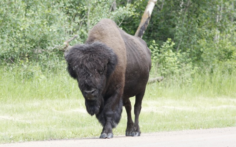 Bison 