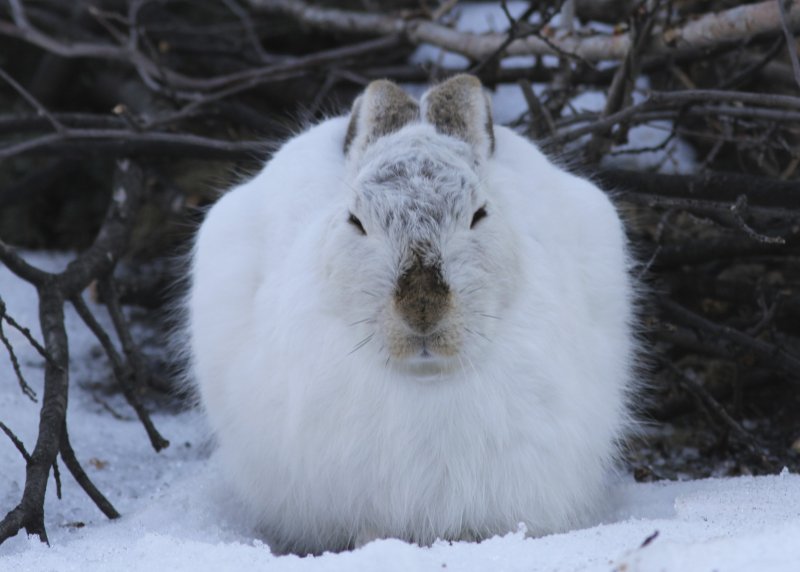 White-tailed Jack Rabbit