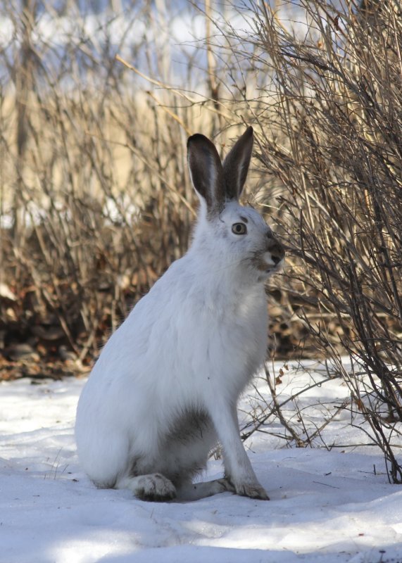 White-tailed Jack Rabbit