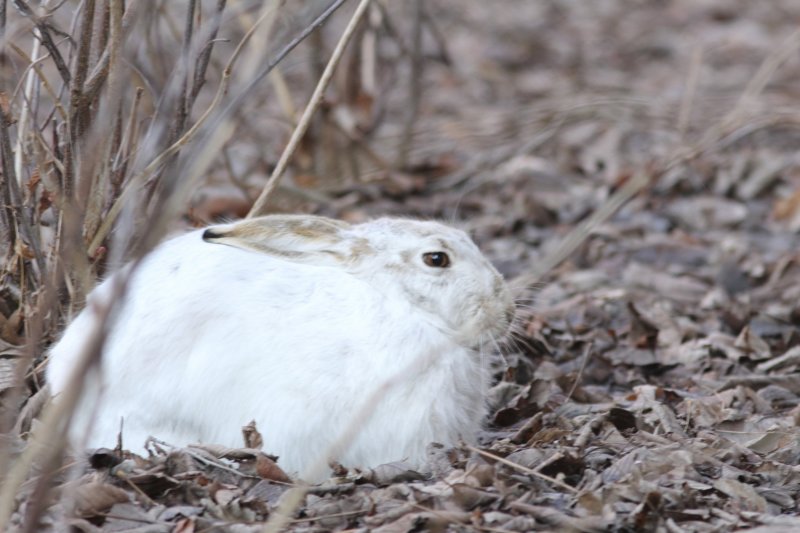 White-tailed Jack Rabbit