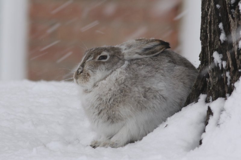 White-tailed Jack Rabbit