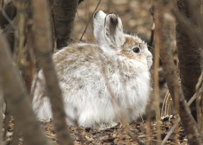 Snowshoe Hare