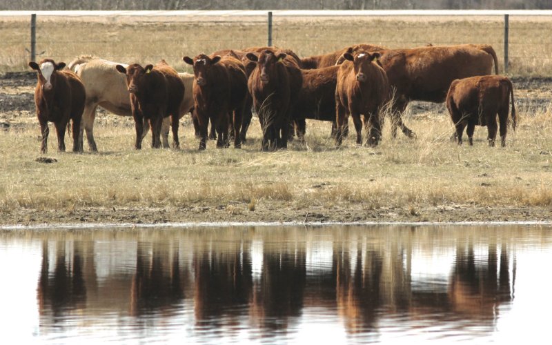 Cows
