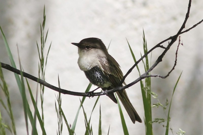 Eastern Phoebe with brood patch
